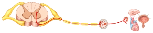 Which neurotransmitter is released by the preganglionic neuron at the autonomic ganglion in the diagram?   A) Norepinephrine B) Acetylcholine C) Epinephrine D) Dopamine E) Serotonin