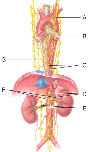 Where is the esophageal plexus in the diagram?   A) A B) B C) D D) C E) G