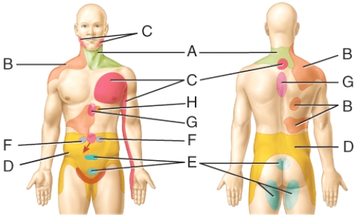 Visceral pain coming from the ovaries is referred to which location(s) in the diagram?   A) D B) E C) B D) F E) A