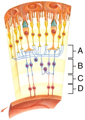 Identify the bipolar cell layer.   A) A B) B C) C D) D