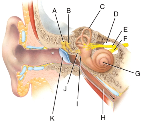 Identify the structure that is a thin semi-transparent partition between the external auditory canal and the middle ear?   A) K B) G C) J D) F E) E