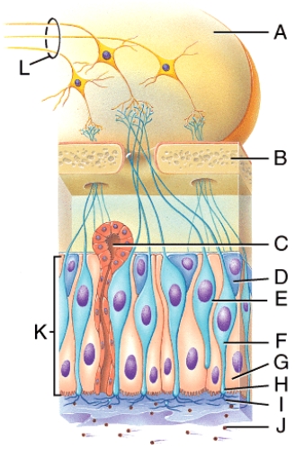 Which part of the diagram contains the olfactory bulb neurons?   A) A B) B C) E D) F E) H