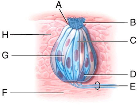 The plasma membrane of which structure in the diagram is the initiation site of taste transduction?   A) F B) B C) D D) E E) G