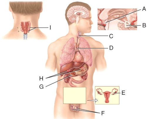 Which of the labeled endocrine glands secretes steroid hormones in response to long-term stress?   A) D B) G C) H D) I E) F