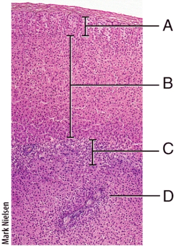 Which zone of the adrenal gland secretes aldosterone?   A) A B) B C) C D) D E) None of the zones