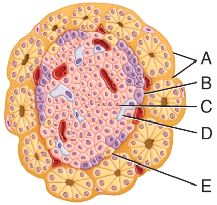 Which labeled structure in the diagram secretes a hormone that stimulates events that lower blood glucose concentration?   A) A B) B C) C D) D E) E