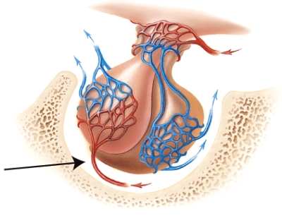 The endocrine gland shown in the diagram is found in a depression in the sphenoid bone (marked in the diagram) called the   A) maxilla. B) infundibulum. C) primary plexus. D) cribiform plate. E) hypophyseal fossa