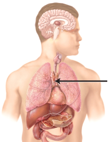 Which of the following hormones is produced by the endocrine gland marked in the diagram?   A) testosterone B) glucagon C) melatonin D) thymopoietin E) vasopressin