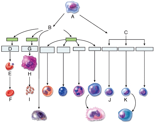 Which letter in the diagram indicates the correct position of a myeloid stem cell?   A) A B) B C) C D) D E) G