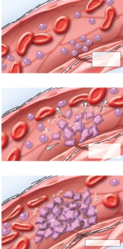 What does this figure represent?   A) Erythropoiesis B) RBC differentiation C) Emigration D) Clot formation E) Clot retraction