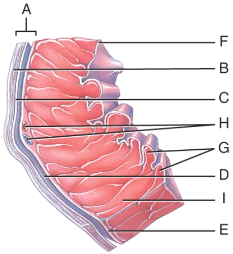 Which portion of the heart wall is responsible for the pumping action?   A) E B) F C) G D) H E) I