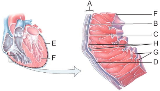In the diagram,where are the trabeculae carneae?   A) D B) E C) F D) G E) H