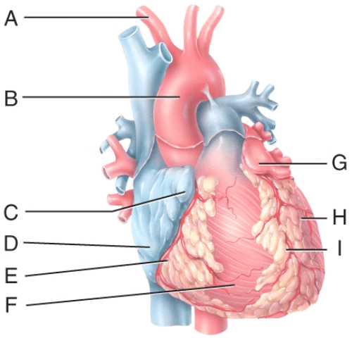 In the diagram,where is the left auricle of the left atrium?   A) C B) F C) G D) H E) I