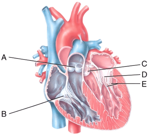 In the diagram,which labeled structure prevents blood flow from the right ventricle back into the right atrium?   A) A B) B C) C D) D E) E