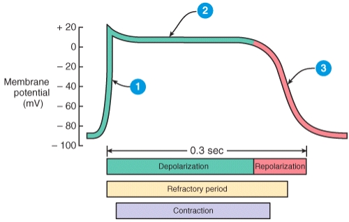 Describe what is happening during the phase of the cardiac action potential labeled 2 in the diagram.   