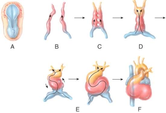 Which of the labeled steps in the diagram represent formation of the endocardial tubes?   A) A B) B C) C D) D E) E