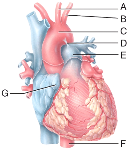 Which blood vessel shown in the figure carries oxygenated blood to the lower thoracic cavity and the abdominal cavity of the body?   A) A B) B C) E D) F E) H