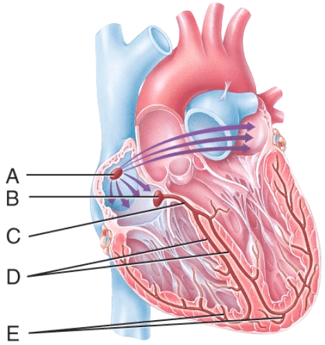 Which labeled structure in the figure represents the only potential pathway for conducting action potentials from the atria to the ventricles?   A) A B) B C) C D) D E) E