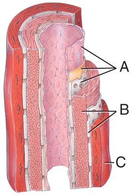 Which of the labeled layers in the diagram of the arterial wall consists mainly of elastic fibers and smooth muscle fibers?   A) A B) B C) C D) A and B E) A,B and C
