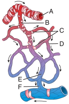 Which labeled structure in the figure is precapillary sphincter?   A) A B) B C) C D) D E) E