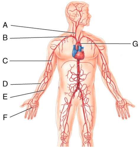 Which vessel in the figure is labeled B ? A) right ulnar artery B) right subclavian artery C) right radial artery D) right brachial artery E) right axillary artery