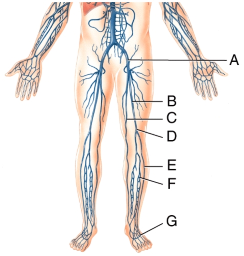 Which vessel in the figure is labeled  B ?   A) left femoral vein B) left great saphenous vein C) left popliteal vein D) left anterior tibial vein E) left fibular vein