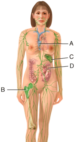In the diagram,where do T cells mature?   A) A B) B C) C D) D E) None of these choices