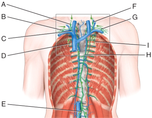 In the diagram this vessel drains lymph from the upper right side of the body into venous blood using a subclavian vein.   A) B B) C C) F D) G E) E