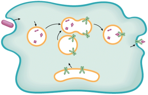 Describe what is happening in the diagram.   