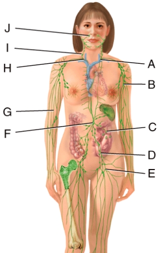 Which structure in the figure is the right lymphatic duct?   A) D B) C C) F D) H E) A
