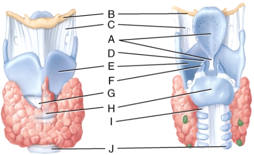 What is line D pointing to?   A) Thyrohyoid membrane B) Corniculate cartilage C) Cricothyroid ligament D) Cricoid cartilage E) Tracheal cartilage