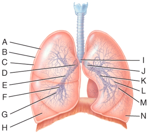 What is line J pointing to?   A) Right secondary bronchus B) Left secondary bronchus C) Right primary bronchus D) Left primary bronchus E) Carina