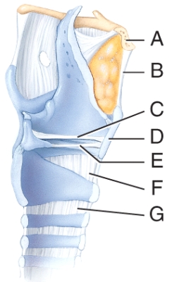 Which structure in the figure is the vocal fold?   A) F B) D C) C D) E E) G