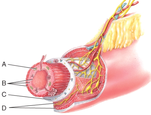 What layer is composed of areolar connective tissue and epithelium?   A) A B) B C) C D) D E) none of these