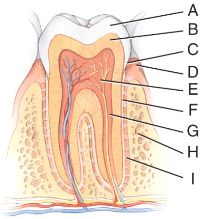 Which structure has an opening called the apical foramen?   A) A B) F C) G D) H E) I