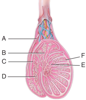 Where are the straight tubules?   A) A B) B C) C D) D E) E