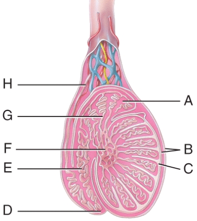 Which structure in the figure is a serous membrane derived from the peritoneum and forms during descent of the testes?   A) B B) C C) F D) A E) D
