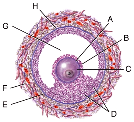 Which structure in the figure is filled with follicular fluid?   A) H B) G C) E D) D E) B