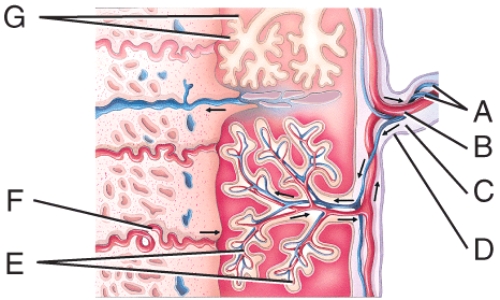 Where are the fetal blood vessels?   A) C B) D C) E D) F E) G