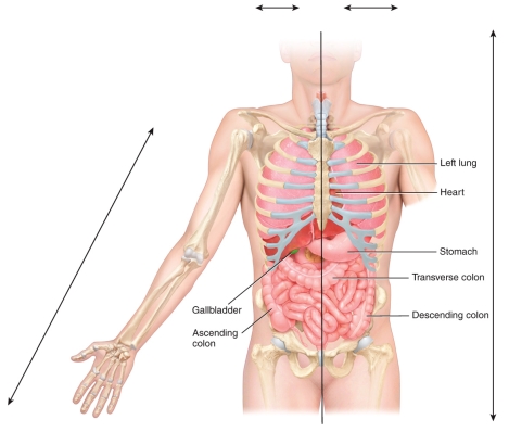 In the figure,the ascending colon and the gallbladder are considered ________to each other   A) ipsilateral B) contralateral C) lateral D) distal E) posterior