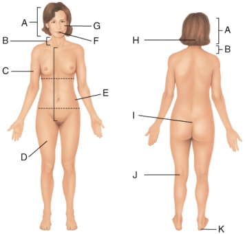 In the diagram,the femoral area is _____to the cervical area?   A) superior B) inferior C) medial D) proximal E) posterior