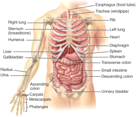 The ribs are _____ to the sternum.   A) lateral B) medial C) proximal D) distal E) superior
