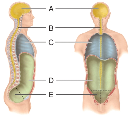 What physically separates the area labelled C from the area labeled D?   A) visceral peritoneum B) mediastinum C) meninges D) parietal pericardial E) diaphragm