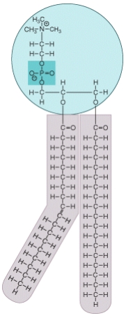 What type of molecule is shown in the diagram? Where in a human body cell would this type of molecule be commonly found? What special chemical properties does this molecule possess that allows it to accomplish its functions?   