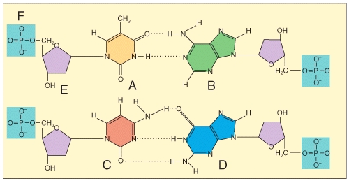 Which of the labeled structures are found in DNA but not RNA? 1 A 2 B 3 C 4 E   A) 1 only B) 2 only C) 3 only D) 4 only E) 1 and 4