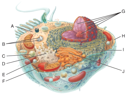 In the diagram,this structure directs cellular activities and controls cellular structure.   A) D B) F C) G D) A E) H
