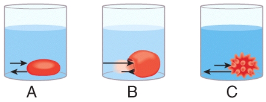 In the diagram,which one represents a hypertonic solution   A) A B) B C) C D) Both B and C E) All of these choices are correct.