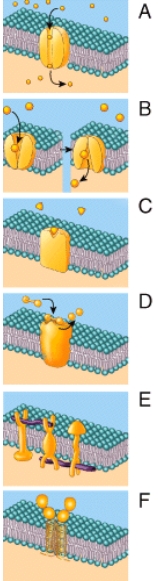 Which of the following represents an ion channel?   A) F B) C C) D D) A E) E