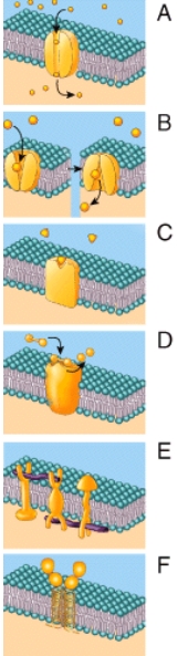 Which of the following shows ligand binding at the cell surface?   A) B B) C C) D D) A E) E