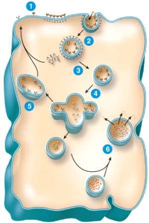 Which of the following is the correct sequence of events in receptor-mediated endocytosis shown in the figure?   A) binding > degradation in lysosomes > vesicle formation > uncoating > recycling of receptors to plasma membrane > fusion with endosome B) degradation in lysosomes > fusion with endosome > recycling of receptors to plasma membrane > uncoating > vesicle formation > binding C) degradation in lysosomes > recycling of receptors to plasma membrane > fusion with endosome > uncoating > vesicle formation > binding D) binding > vesicle formation > uncoating > fusion with endosome > recycling of receptors to plasma membrane > degradation in lysosomes E) binding > uncoating > vesicle formation > fusion with endosome > degradation in lysosomes > recycling of receptors to plasma membrane
